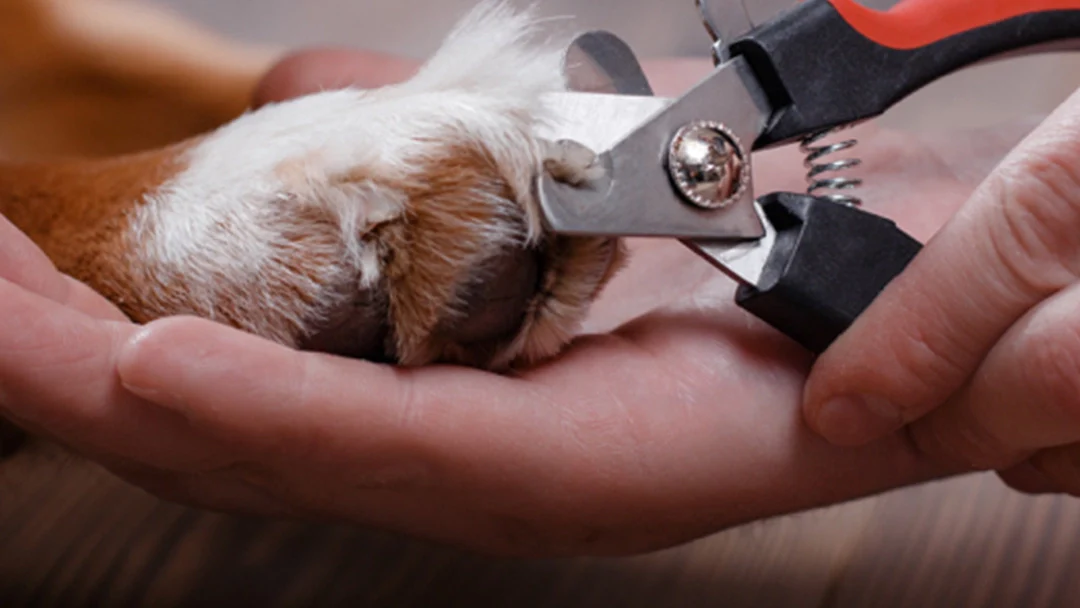 Cortaúñas para perro - Imagen 2